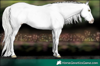 Horse Color:Silver Bay Pearl Sabino Varnish 