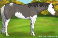 Horse Color:Grullo Sabino Splash Varnish