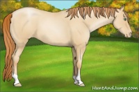 Horse Color:Classic Champagne Roan Pearl Varnish 