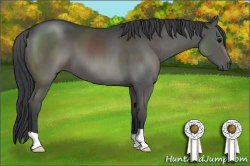 Horse Color:Black 