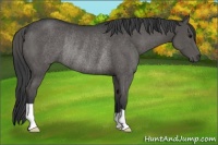 Horse Color:Grullo Rabicano 