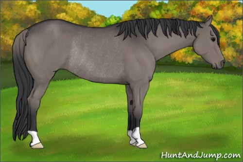 Horse Color:Grullo Rabicano 
