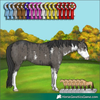 Horse Color:Grullo Sabino Brindle 