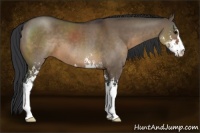 Horse Color:Brown Dun Sabino 