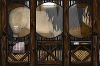 Horse Color:Brown Dun 