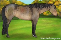 Horse Color:Brown Dun Sabino