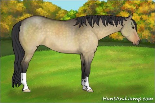 Horse Color:Brown Dun 