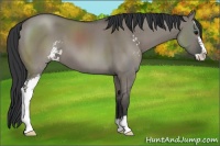 Horse Color:Grullo Sabino