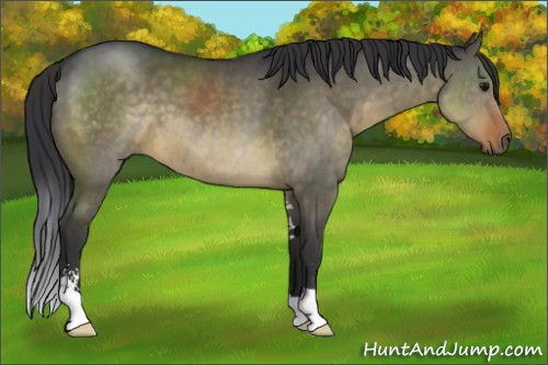 Horse Color:Brown Dun Sabino 