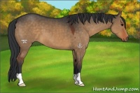 Horse Color:Brown Dun 