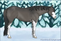 Horse Color:Grullo Sabino