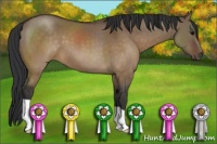 Horse Color:Brown Dun 