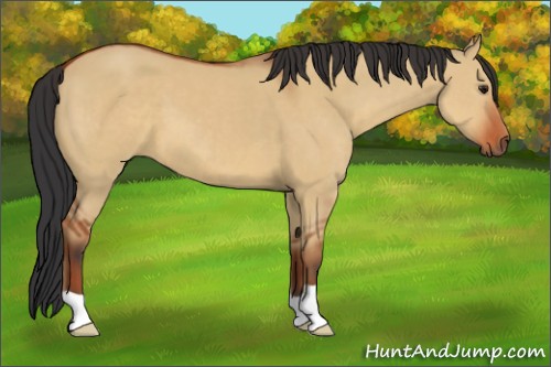Horse Color:Brown Dun