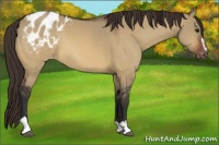 Horse Color:Bay Dun Sabino Varnish 