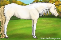 Horse Color:Buckskin Pearl Dun Tobiano 