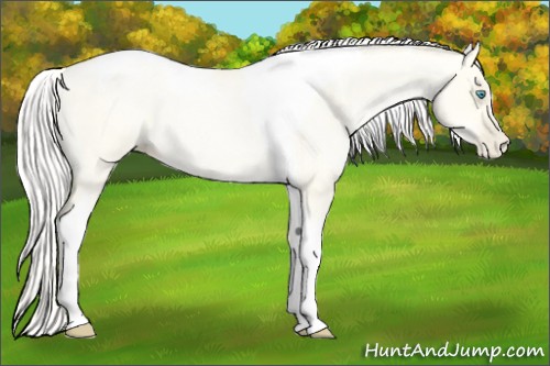 Horse Color:Silver Amber Cream Champagne Roan Pearl Dun Tobiano