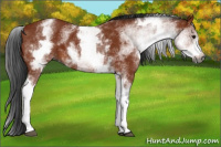 Horse Color:Gray White Spotted Bay