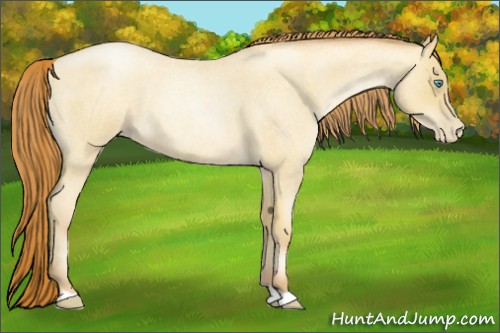 Horse Color:Sable Cream Champagne Roan Pearl 
