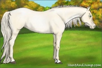 Horse Color:Palomino Roan Pearl