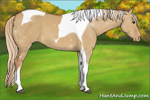 Horse Color:Red Dun Tobiano Appaloosa 