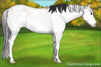 Horse Color:Bay Dun Sabino 