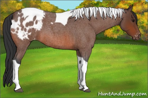 Horse Color:Bay Roan Tobiano Blanket