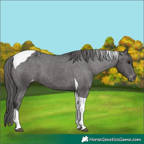 Horse Color:Black Tobiano Varnish