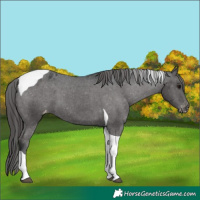 Horse Color:Black Tobiano Varnish 
