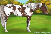 Horse Color:White Spotted Silver Brown Appaloosa 