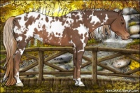 Horse Color:White Spotted Liver Chestnut Appaloosa 
