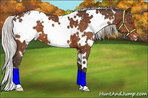 Horse Color:White Spotted Silver Bay Appaloosa
