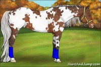 Horse Color:White Spotted Silver Bay Appaloosa 