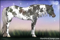Horse Color:White Spotted Silver Black Appaloosa 
