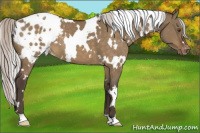 Horse Color:White Spotted Silver Brown Dun Appaloosa