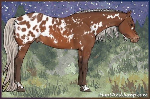 Horse Color:White Spotted Silver Bay Appaloosa 