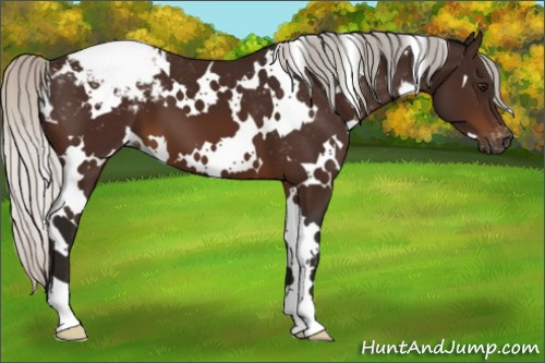 Horse Color:Gray White Spotted Silver Bay Varnish 