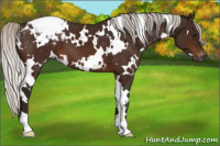 Horse Color:Gray White Spotted Silver Bay Appaloosa 