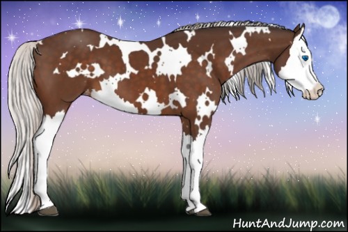 Horse Color:White Spotted Silver Bay Splash Appaloosa 