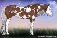 Horse Color:White Spotted Silver Bay Splash Appaloosa