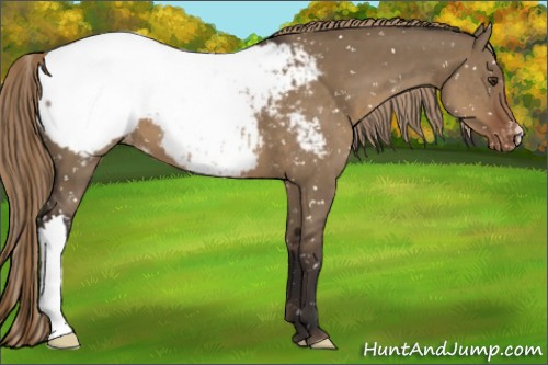 Horse Color:Liver Red Dun Snowflake Varnish