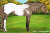 Horse Color:Liver Red Dun Snowflake Varnish