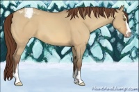 Horse Color:Sable Champagne Dun Sabino Appaloosa 