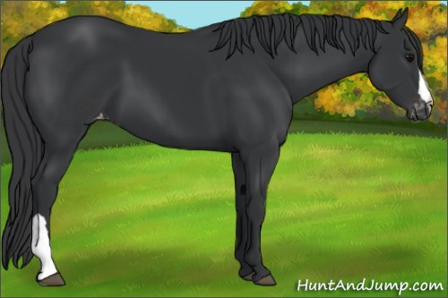 Horse Color:Black Appaloosa 