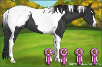 Horse Color:Black Sabino Tobiano Snowcap 