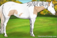 Horse Color:Gold Champagne Splash Tobiano Varnish 