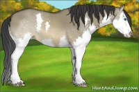 Horse Color:Buckskin Dun Sabino Splash