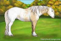 Horse Color:White Spotted Silver Sable Champagne Dun Appaloosa 