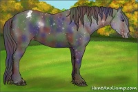 Horse Color:Nacre Black Appaloosa 