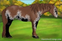 Horse Color:White Spotted Chestnut 