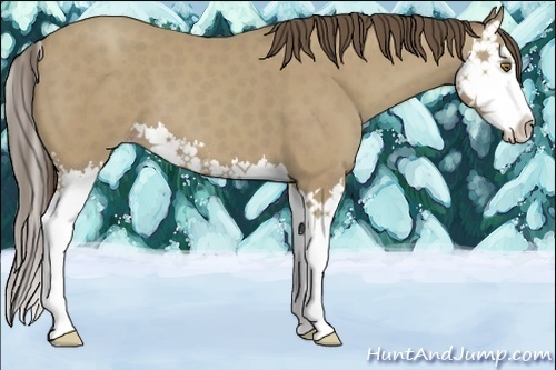 Horse Color:Classic Cream Champagne Splash 